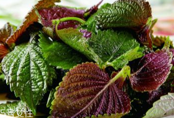 紫蘇葉吃了會(huì)上火嗎？紫蘇葉吃了不會(huì)上火