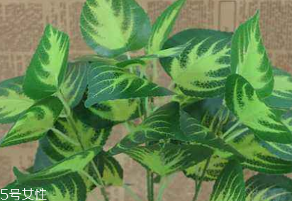 紫蘇葉的熱量 紫蘇葉的熱量高嗎？