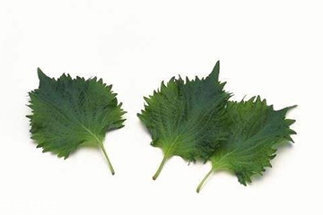 紫蘇葉和艾葉的區(qū)別 紫蘇葉和艾葉有什么區(qū)別？