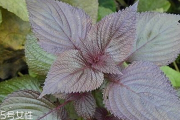 紫蘇葉能吃嗎？紫蘇葉好吃嗎？