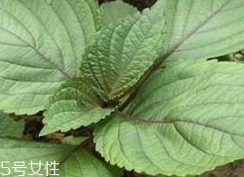 紫蘇葉能吃嗎？紫蘇葉好吃嗎？