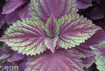 紫蘇葉能吃嗎？紫蘇葉好吃嗎？