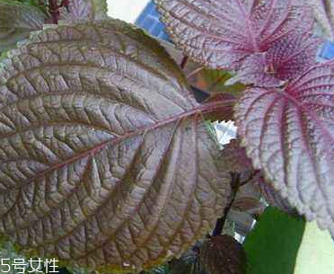 紫蘇葉的選購(gòu)技法 紫蘇葉怎么挑選？