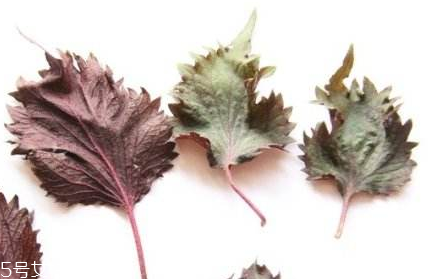 紫蘇葉的選購(gòu)技法 紫蘇葉怎么挑選？