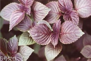 紫蘇葉能泡腳嗎？紫蘇葉和什么能泡腳？