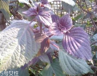 紫蘇葉能泡腳嗎？紫蘇葉和什么能泡腳？