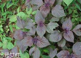 紫蘇葉能泡腳嗎？紫蘇葉和什么能泡腳？