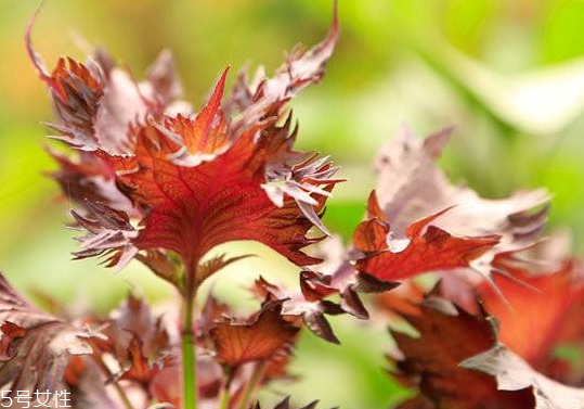 紫蘇葉是發(fā)物嗎？皮膚過敏的人能吃紫蘇葉嗎