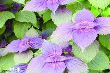 紫蘇葉是發(fā)物嗎？皮膚過敏的人能吃紫蘇葉嗎