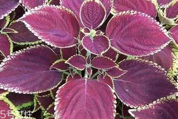 紫蘇葉怎么煮水？紫蘇葉能煮水嗎？