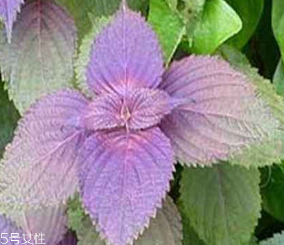 紫蘇葉怎么煮水？紫蘇葉能煮水嗎？