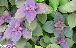 紫蘇葉怎么煮水？紫蘇葉能煮水嗎？