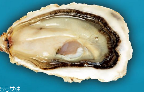 生蠔小孩可以吃嗎？兒童是否適合吃生蠔？
