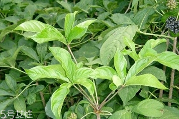 刺五加是什么？什么是刺五加？