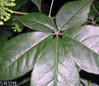 刺五加是什么？什么是刺五加？