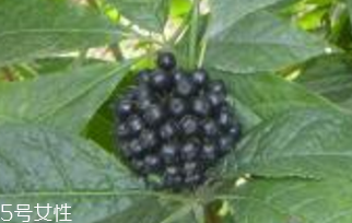 刺五加是什么？什么是刺五加？