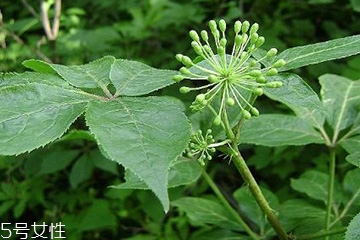 刺五加可以炒雞蛋嗎？刺五加怎么炒雞蛋？