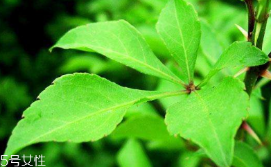 刺五加可以炒雞蛋嗎？刺五加怎么炒雞蛋？