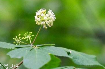 刺五加可以炒雞蛋嗎？刺五加怎么炒雞蛋？