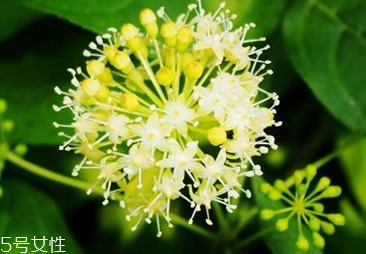 刺五加是寒性的嗎？刺五加不是寒性的