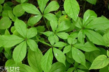 刺五加的別名 刺五加還有其他的名字嗎？