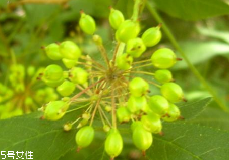 刺五加的別名 刺五加還有其他的名字嗎？