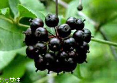 刺五加的別名 刺五加還有其他的名字嗎？