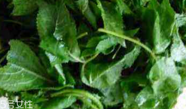 刺五加能治失眠嗎？刺五加能治療動(dòng)脈硬化嗎？