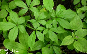 刺五加能治失眠嗎？刺五加能治療動(dòng)脈硬化嗎？