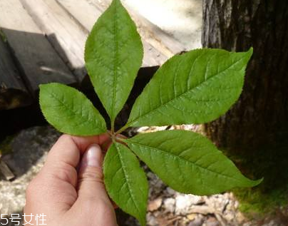 刺五加能做菜嗎？刺五加怎么做菜？