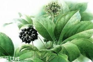 刺五加能做菜嗎？刺五加怎么做菜？