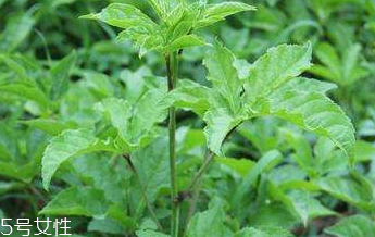 刺五加是不是五加皮？刺五加和五加皮的區(qū)別