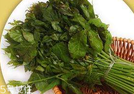 刺五加能生吃嗎？刺五加不能生吃