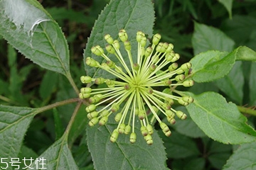 刺五加和枸杞泡水好嗎？刺五加能和枸杞泡水嗎？