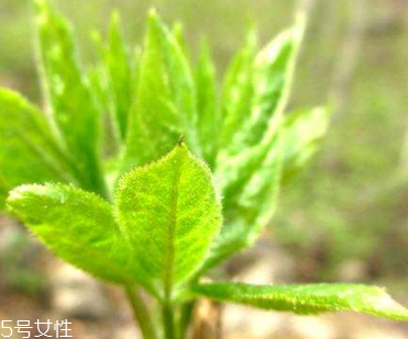 刺五加和枸杞泡水好嗎？刺五加能和枸杞泡水嗎？