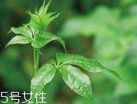 刺五加和枸杞泡水好嗎？刺五加能和枸杞泡水嗎？