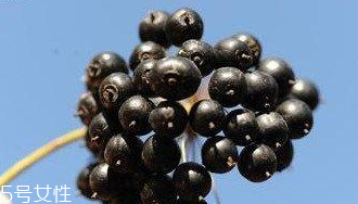 刺五加能給孕婦吃嗎？孕婦能吃刺五加嗎？