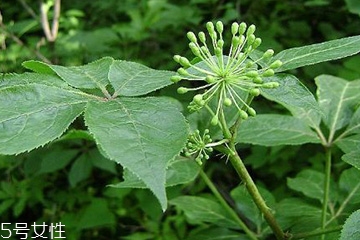 刺五加的最佳搭配 刺五加搭配什么最好？