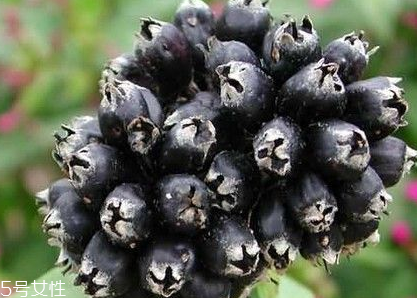 刺五加的最佳搭配 刺五加搭配什么最好？