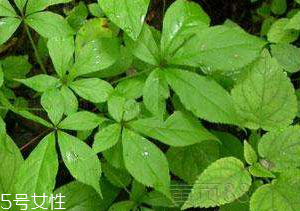 刺五加和谷維生素能一起吃嗎？