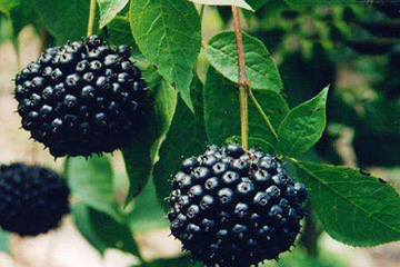 刺五加和什么一起泡水好？刺五加泡什么好？