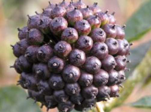 刺五加和什么一起泡水好？刺五加泡什么好？