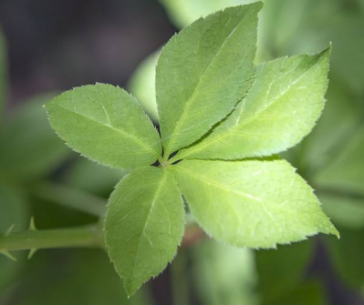 刺五加和什么一起泡水好？刺五加泡什么好？