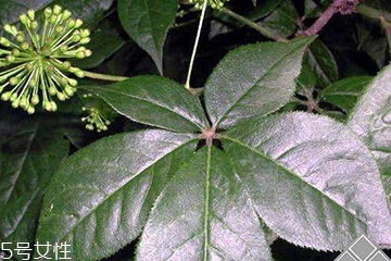 刺五加經(jīng)常喝會怎樣？刺五加能天天喝嗎？
