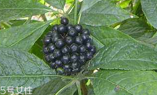 刺五加經(jīng)常喝會怎樣？刺五加能天天喝嗎？