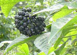 刺五加經(jīng)常喝會怎樣？刺五加能天天喝嗎？