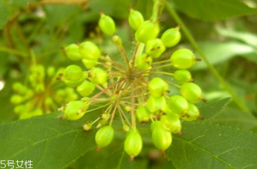 刺五加的做法 刺五加怎么做？