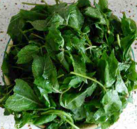 刺五加的好處 刺五加對(duì)人體有什么好處？