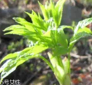 刺五加的好處 刺五加對(duì)人體有什么好處？