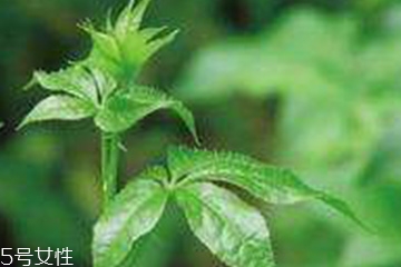 刺五加的食用禁忌 吃刺五加要注意什么？